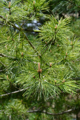 Chinese white pine branches