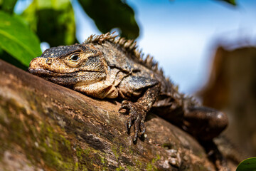 Beautiful large lizard black iguana (Ctenosaura similis) warming on a tree trunk in marino ballena national park near quepos in costa rica