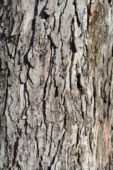Silver maple bark detail