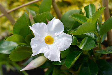 Obraz na płótnie Canvas Mandevilla Sundaville White flower