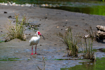 American white ibis walking on the river in Marino Ballena National Park, Costa Rica