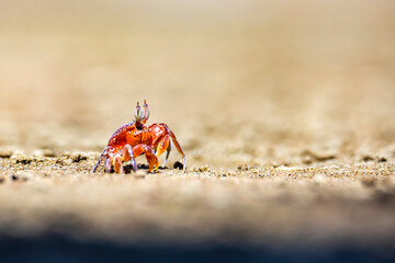 Fototapeta na wymiar Beautiful colorful red painted ghost crab (Ocypode gaudichaudii) near its burrow spotted on Uvita beach in Marino ballena Costa Rica