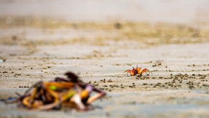 Beautiful colorful red painted ghost crab (Ocypode gaudichaudii) near its burrow spotted on Uvita beach in Marino ballena Costa Rica
