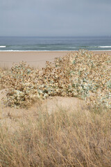 Wild Plant on Odeceixe Beach; Algarve; Portugal