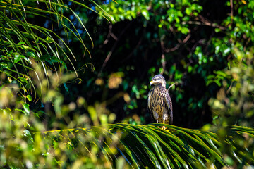 a beautiful powerful bird of prey perched on a palm tree on a beach in marino ballena national park in costa rica, costa rica broad-winged hawk raptor