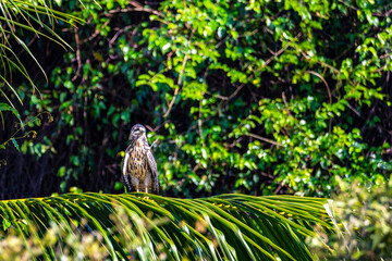 a beautiful powerful bird of prey perched on a palm tree on a beach in marino ballena national park in costa rica, costa rica broad-winged hawk raptor
