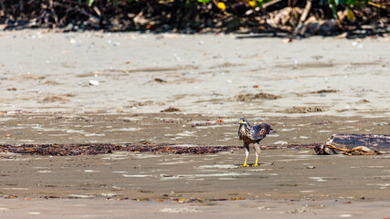 a beautiful powerful bird of prey walking on the beach in marino ballena national park in costa...