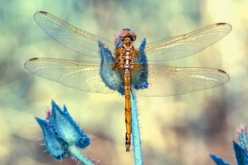 Tuinposter Macro shots, Beautiful nature scene dragonfly.    © blackdiamond67
