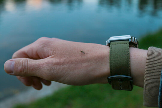 Close up of a mosquito biting human hand with a wrist watch against water background, blood sucking insect on skin outdoors in summer.
