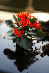 planting flowers at home, a girl plants beautiful flowers in pots at home. female hands in pink gloves, the beginning of spring, beautiful vases with flowers