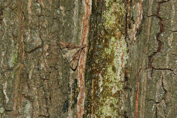 Große Grasbüscheleule (Apamea monoglypha), auch Wurzelfresser genannt	
