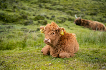 Baby calf lying in the field.