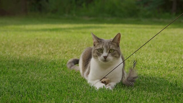 White tabby domestic short hair cat hunter playing with a toy mouse in the garden in slow motion