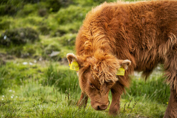 Nordic cow eating fresh green grass from the ground.