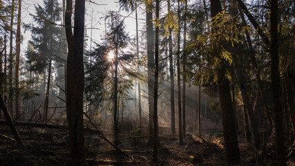 In the woods of Forestry Sleenerzand with long straight conifers