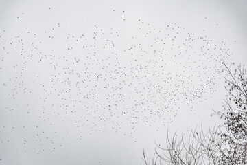 Flock of birds flying in the sky. Natural landscape