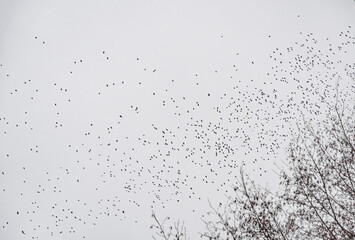 Flock of birds flying in the sky. Natural landscape