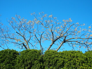 青空と生垣越しに見る実をつけた冬の栴檀の木