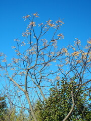 青空と実をつけた冬の栴檀の木