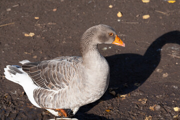 Gray domestic goose looks up.