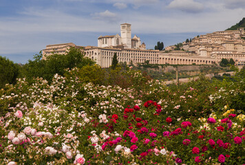 Fototapeta na wymiar Romantic view of Basilica of Saint Francis in Assisi during spring season with roses flowers in the background, Umbria, Italy