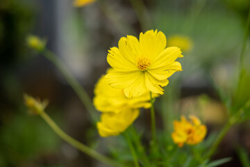 yellow flower in the garden