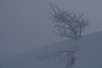 Fototapeta na wymiar 雪の小木