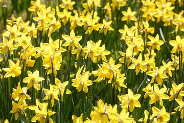 Gelbe Narzissen, Narzissenbl&uuml;te (Narcissus Pseudonarcissus), Deutschland