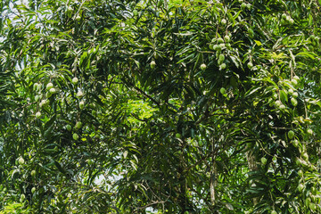 Fototapeta na wymiar Tree with a lot of unripe mango fruits