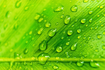 Macro closeup of Beautiful fresh green leaf with drop of water after the rain in morning sunlight nature background.