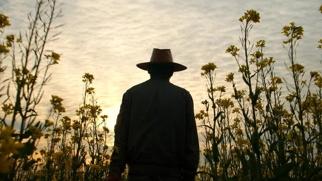 farmer walk in mustard field against the sun. mustard field. mustard flower field. person in a field. 