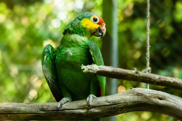 Red-lored amazon sitting on the branch in the cage