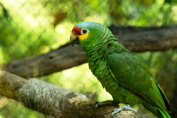 Obraz premium Red-lored amazon sitting on the branch in the cage