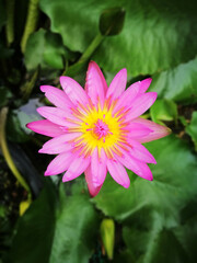 Pink water lily blossoms in a vibrant garden, showcasing the beauty of nature's floral wonders, pink water lily blossoms in a vibrant garden, showcasing the beauty of nature's floral wonders.