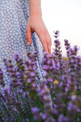 A woman's hand touches lavender flowers on a summer evening in a lavender field. Vertical image.