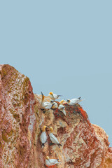 Cover page with wild nesting north Atlantic gannets with young chicks at red sandstone cliffs island Helgoland, biggest rookery in Germany at sunset colors and copy space blue sky background