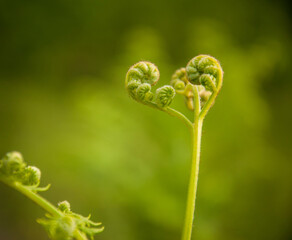 Polypodiophyta