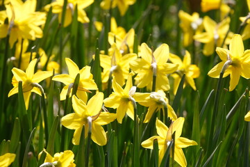 Fototapeta premium Gelbe Narzissen, Narzissenblüte (Narcissus Pseudonarcissus), Deutschland