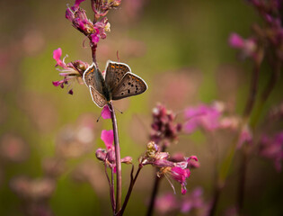 Butterfly collects pollen from carnation flowers in the wild.