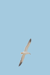 Cover page with flying big seagull at blue sky solid background with copy space. Concept travel, freedom and nomadic lifestyle