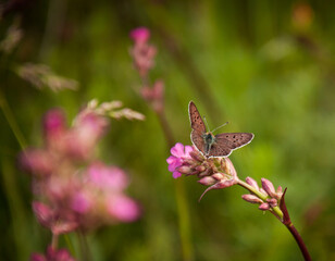 Butterfly collects pollen from carnation flowers in the wild.