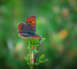 Butterfly collects pollen from carnation flowers in the wild.