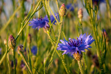 All women in the world love flowers.