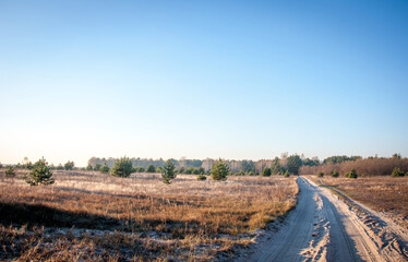 Naklejka premium Beautiful Ukrainian forests.