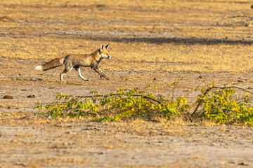 A desert Fox running