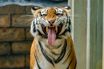 portrait of a bengal tiger