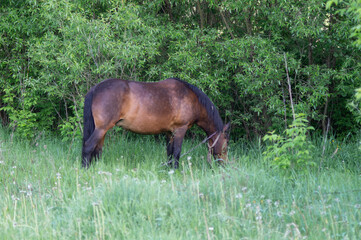 horse in the meadow