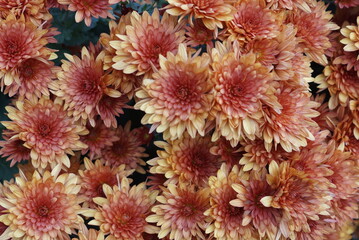 red and yellow chrysanthemum