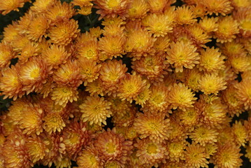 flowers background
