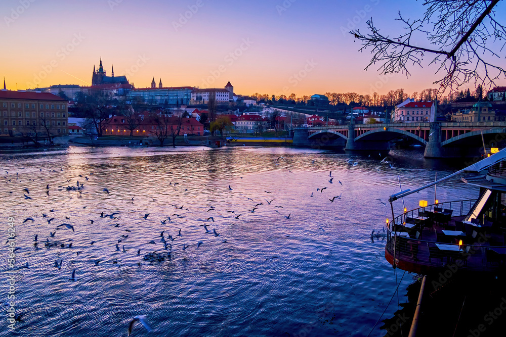 Canvas Prints the flock of seagulls flying over the vltava river in prague, czechia